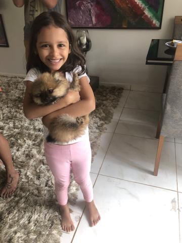 Lulu da pomerania