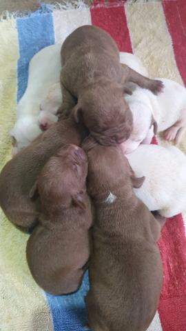 Pitbull - Foto 3