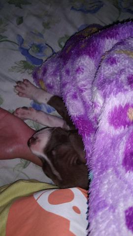 Pitbull - Foto 3