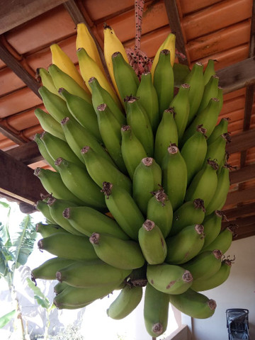 Vendo Maravilhosas Mudas de Banana Prata - Foto 4