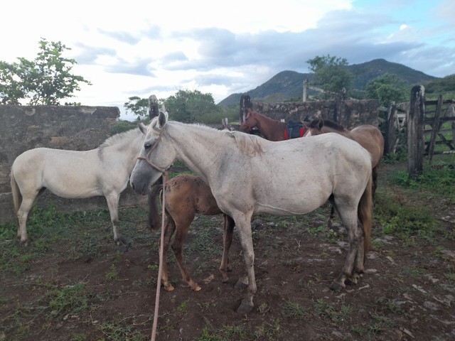 Vende-se Egua com potro