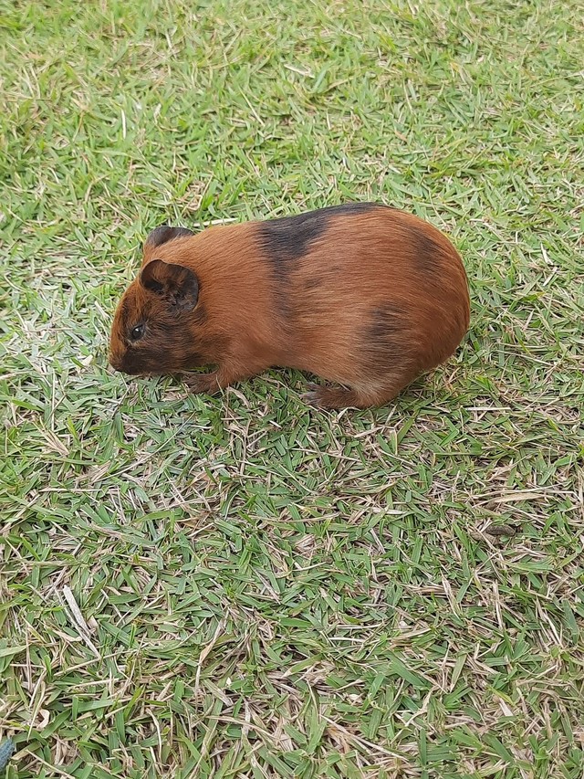 Vendo 3 filhotes de porquinhos da Índia