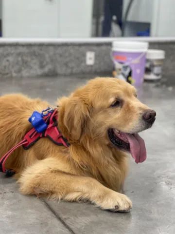 Golden Retriver Filhotes  - Foto 2