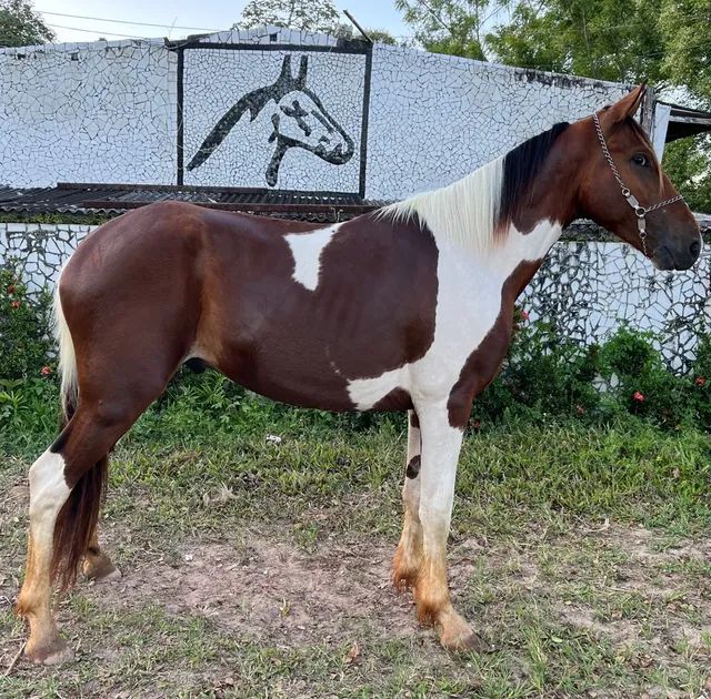 Cavalos venda permanente no haras Feijó - Cavalos e acessórios - Mata de  São João 1226772719