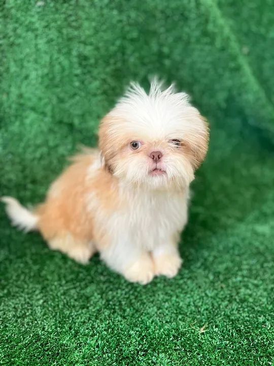 Shih tzu companheiro fiel e aconchegante  - Foto 2