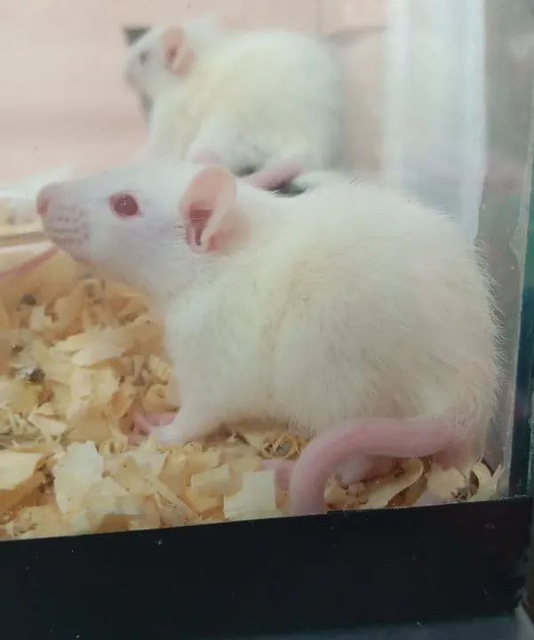 Bebês Twister  - Foto 3