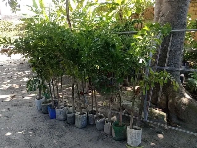 Palmeira rabo de raposa - Foto 2