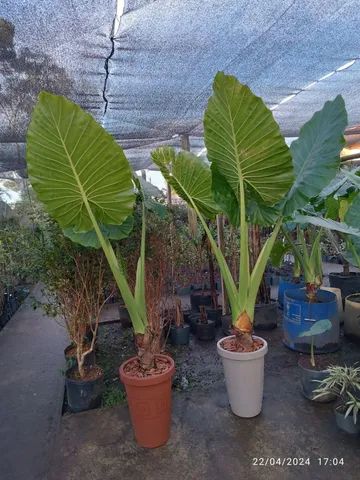 Alocasia Orelha de elefante ? - Foto 2