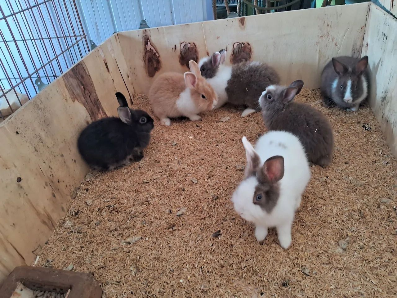 Vendo  coelhos  - Foto 2