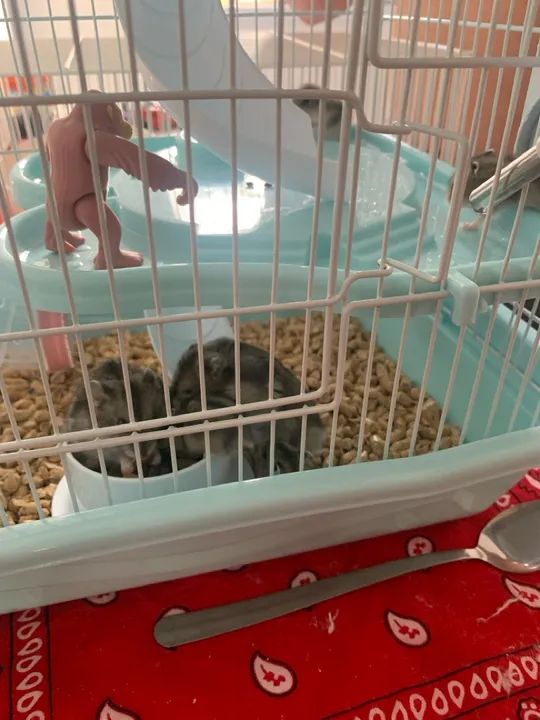 Filhote Humster Anão Russo - Foto 5