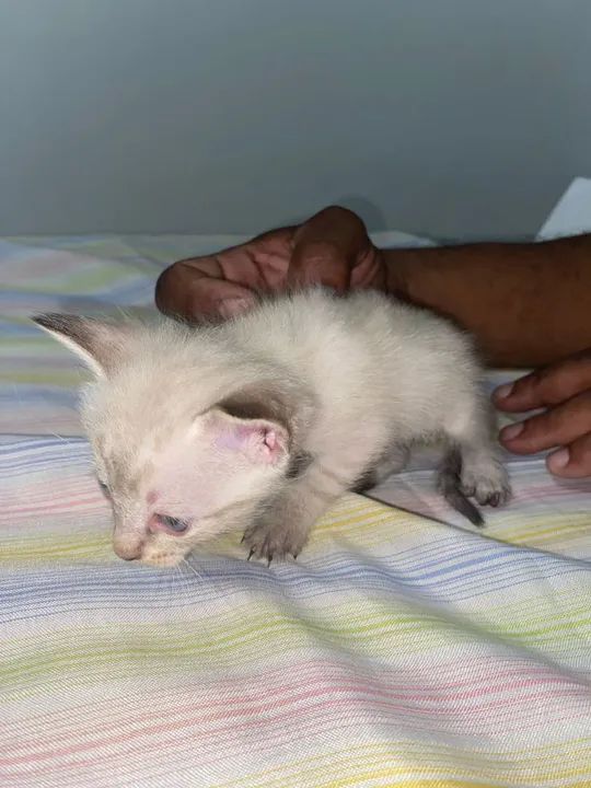 Doação de Gatos - Foto 6