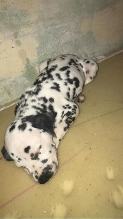 Dalmata filhotes vacinados a pronta entrega..