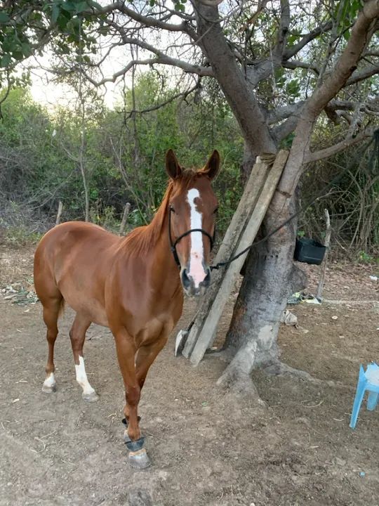 Égua Quarto de milha para vaquejada - Foto 2