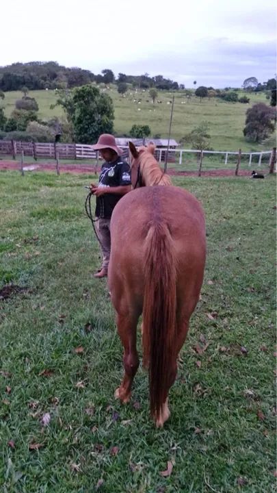 Vende se porta Quarto de milha  - Foto 3