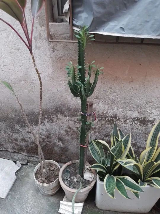 Plantas a partir de R$ 20.00 Cacto e Plantas para sua Casa