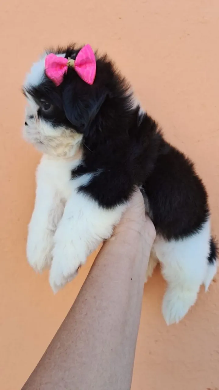 Filhote Shih Tzu fêmea disponível