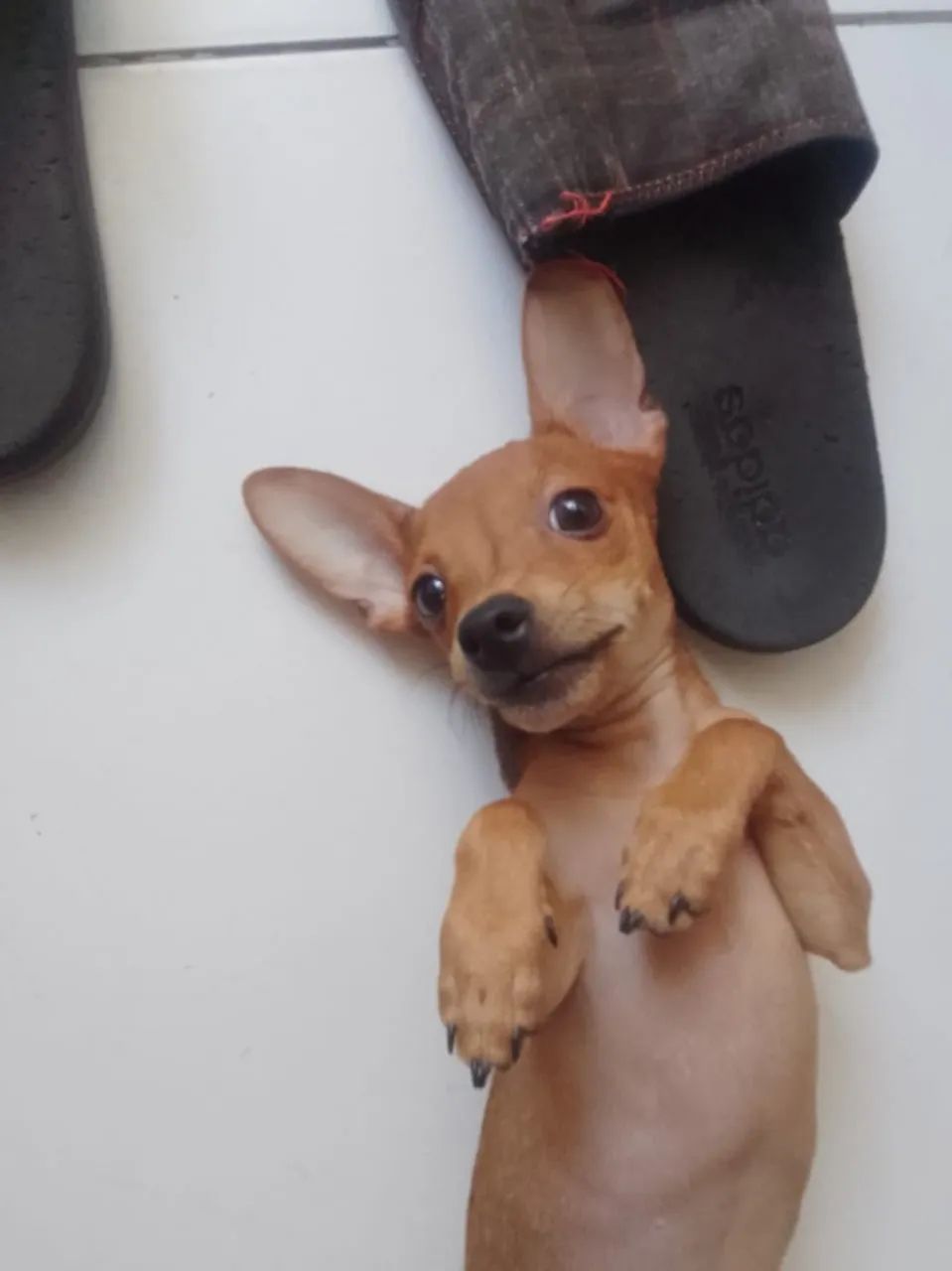 Vendo um Pincher número 1