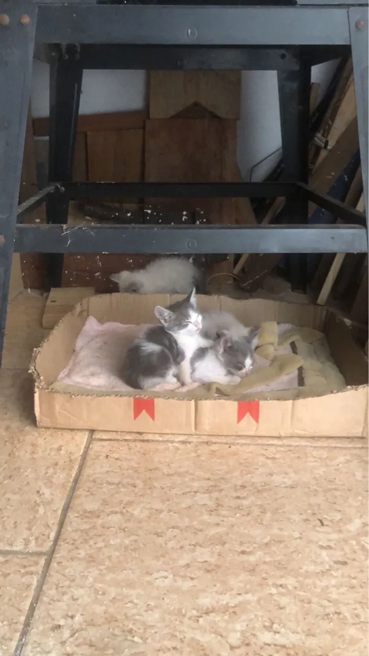Gatinhos pra Adoção Urgente
