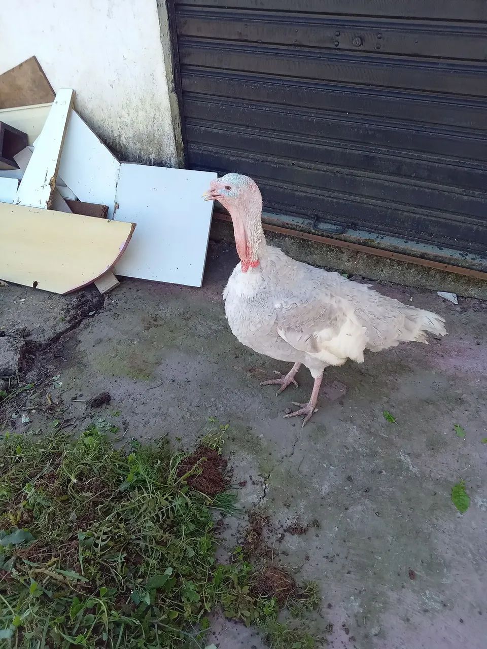 Peru Gigante300 Macho - Foto 4