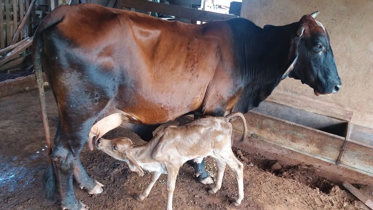 Gado de leite Gir e Girolando - Foto 3