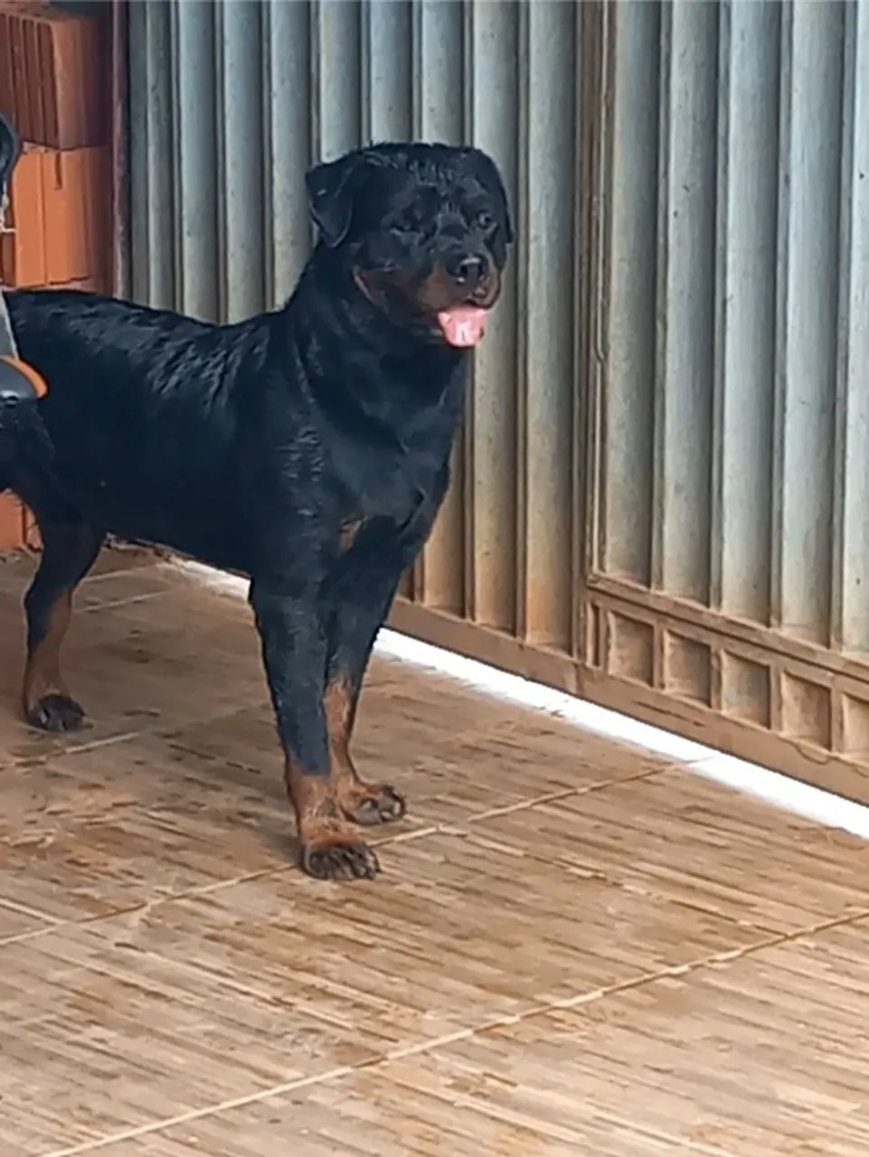 Filhotes de Rottweiler