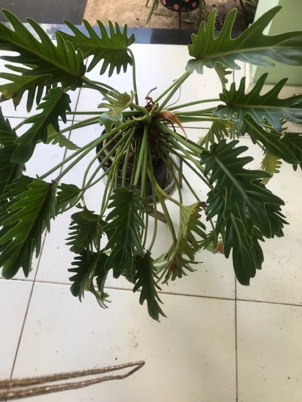 PHILODENDRON. ? XANADU ? - Foto 3