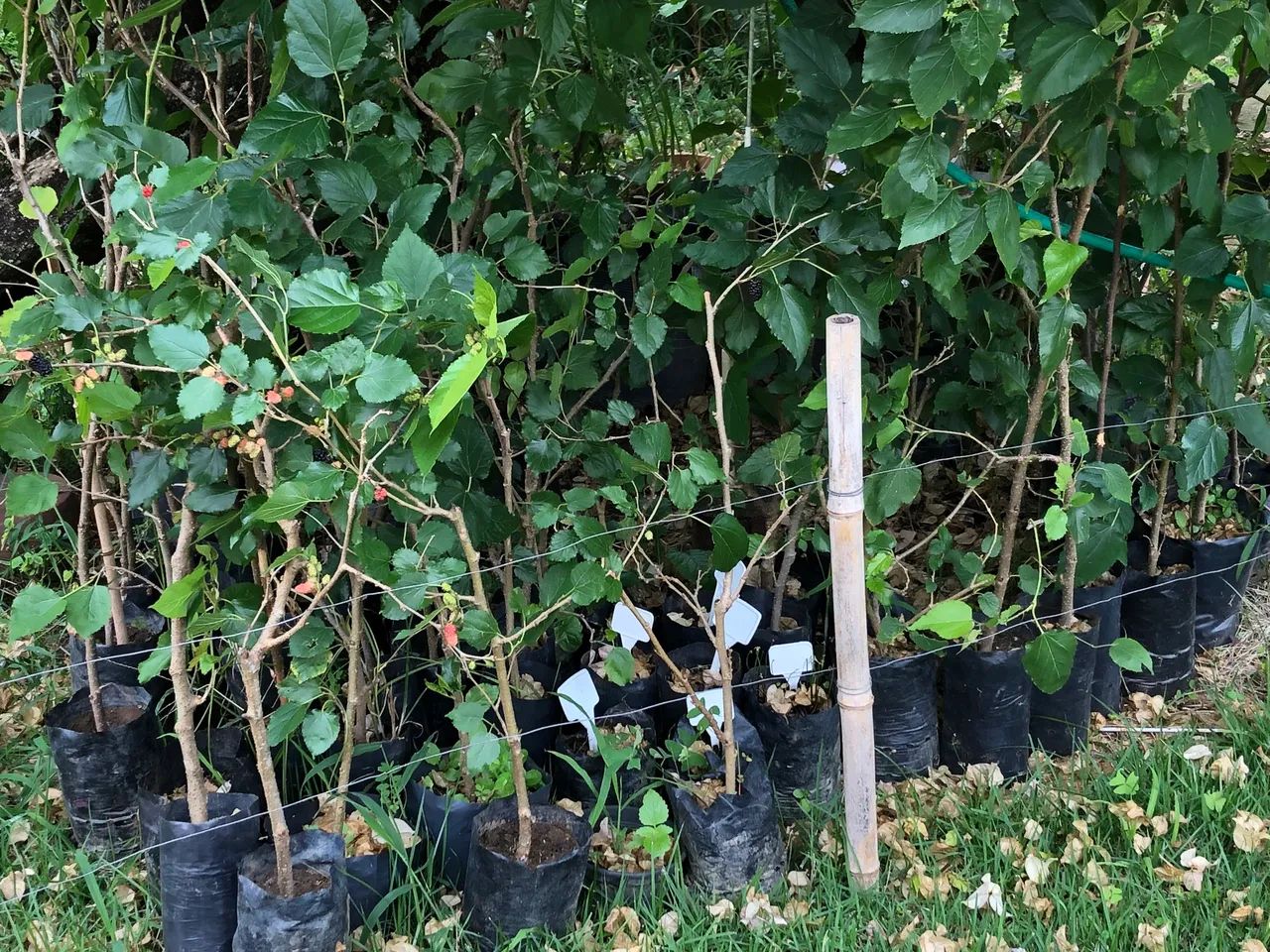 Mudas de amora gigante produzindo árvore frutífera de porte médio amoreira - Foto 2