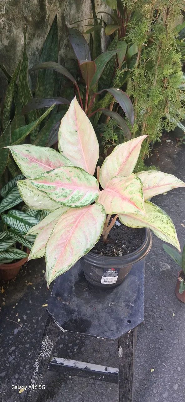 Aglaonema  - Foto 5