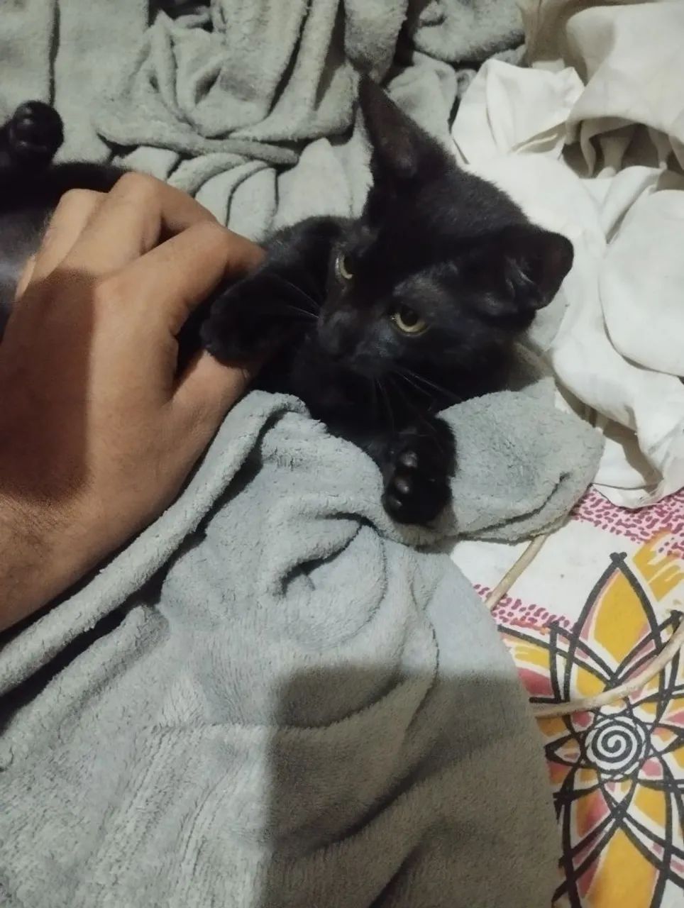 Gatinha preta linda para adoção - Foto 4