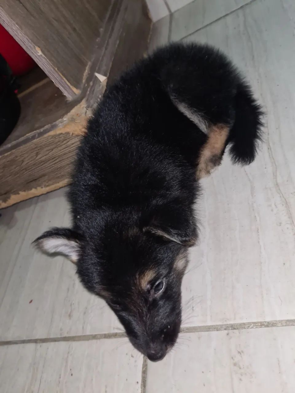 Filhotes de Pastor Alemão Disponíveis! - Foto 6