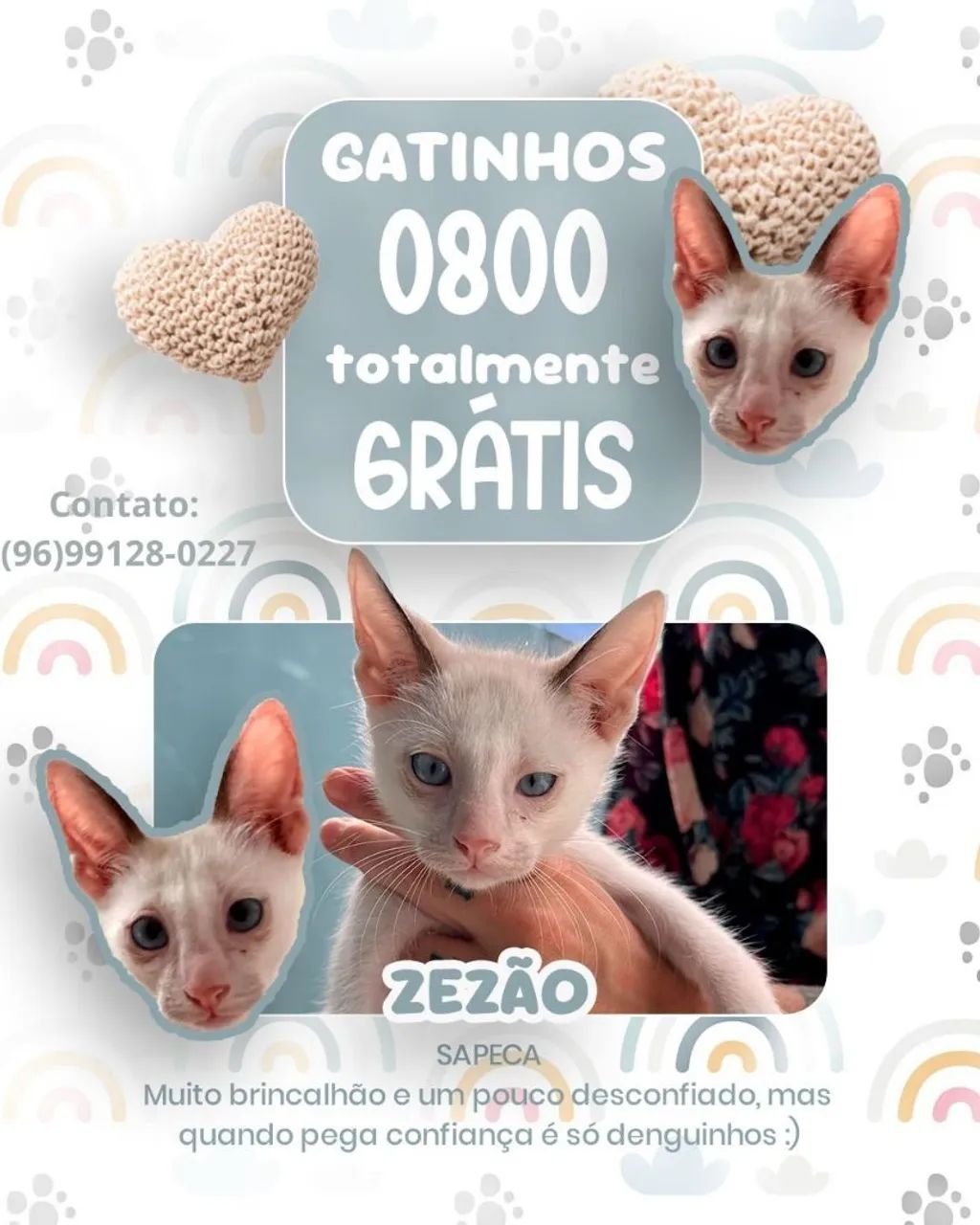 Gatinho Branco - Zezão - Adote!