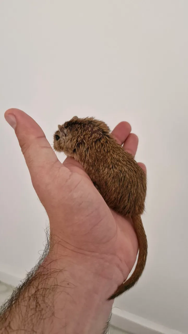 Gerbil fofinho
