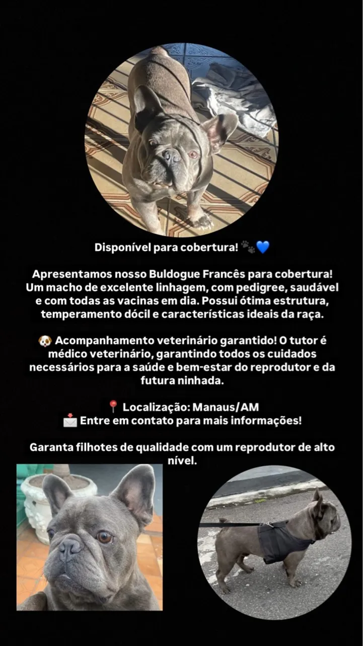 Buldogue Francês para cobertura em Manaus