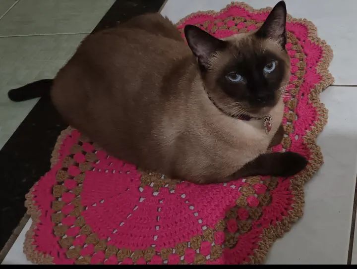 Gata Siamês para Adoção - Foto 2