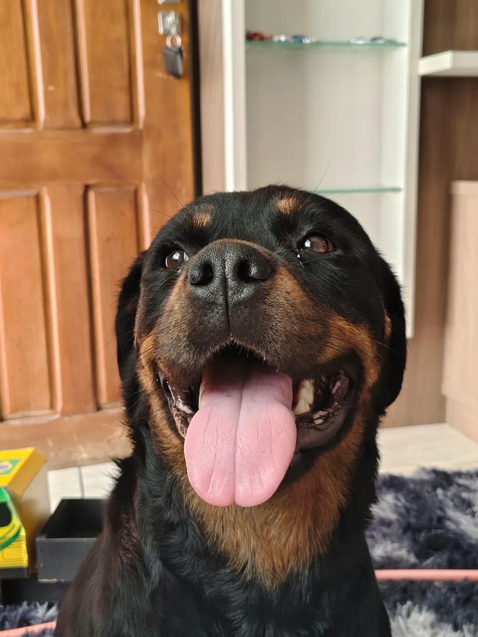 Filhotes de Rottweiler  - Foto 5