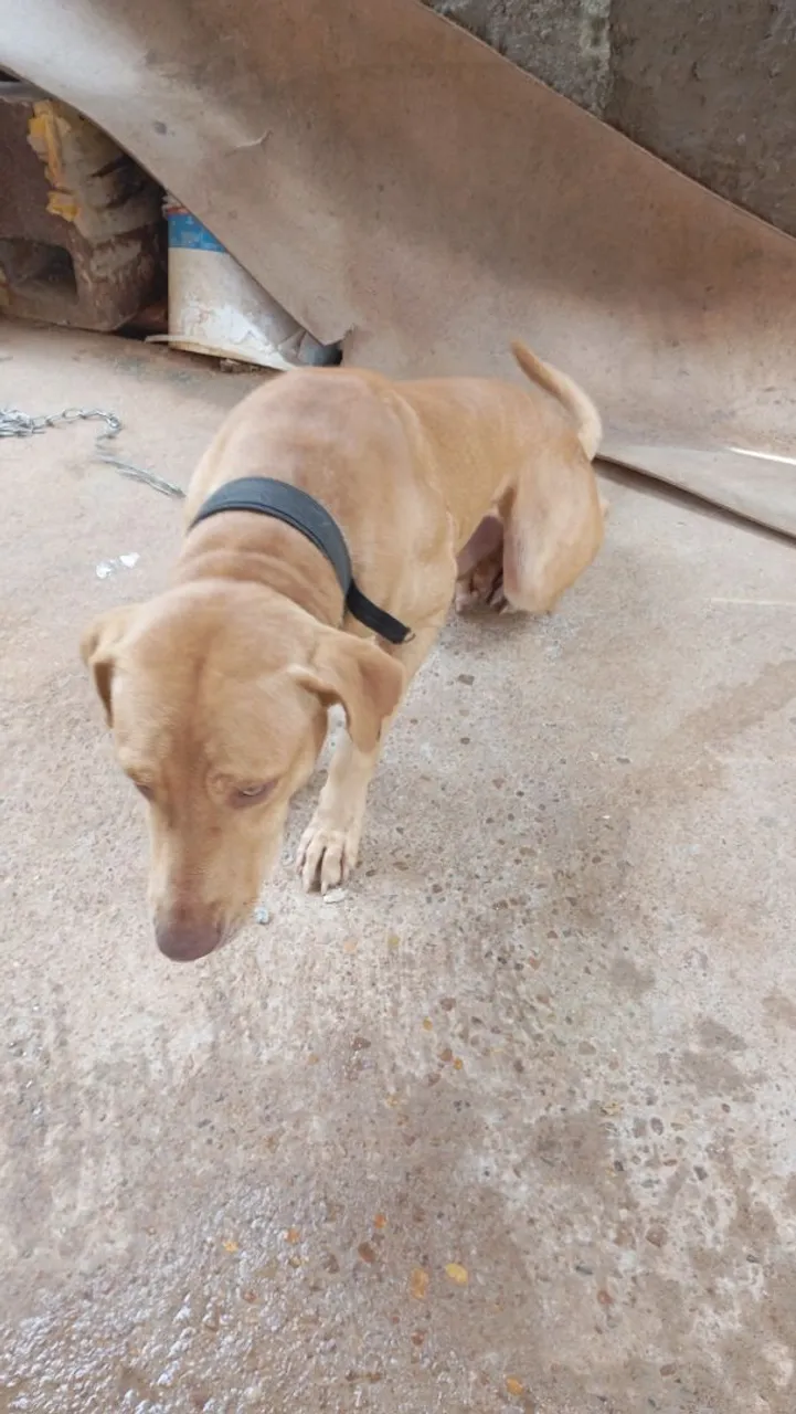 Cachorro para Adoção - Porte Médio