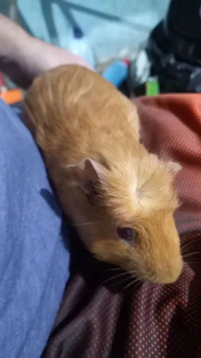 Porquinho fofinho para adoção