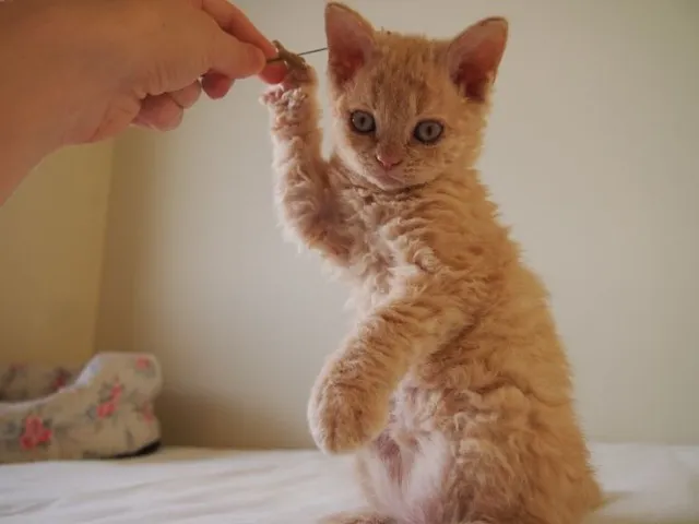 Selkirk Rex Filhote na Cor Red a Sua Espera