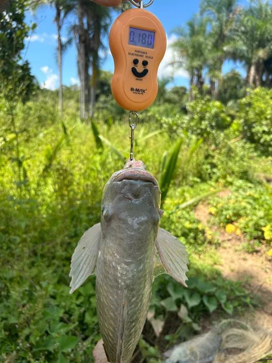 Peixe fresco de água doce tilapia atacado mesia de 1,7kg 