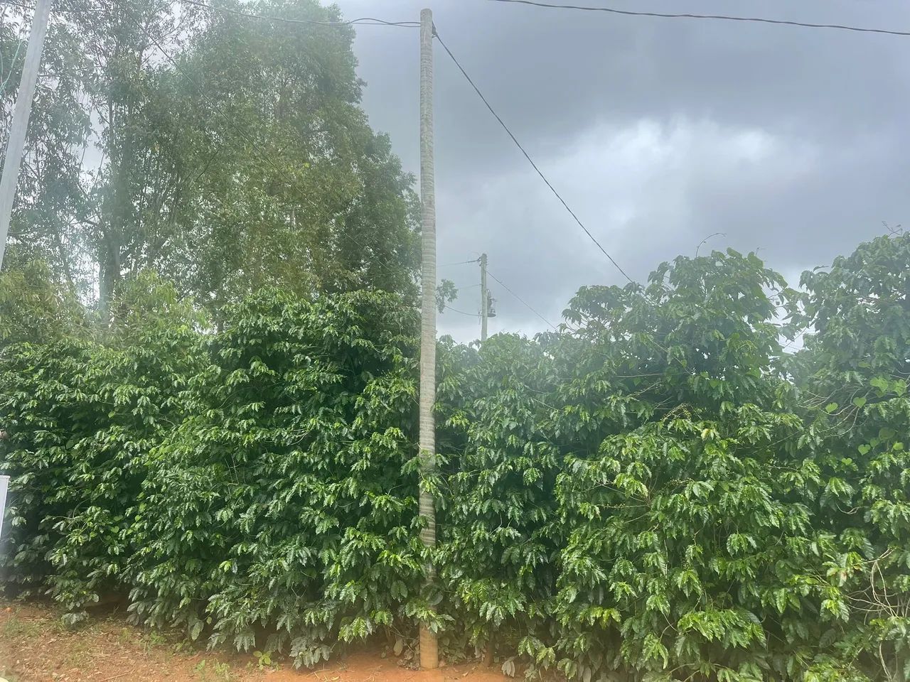 FAZENDA PRODUTORA DE CAFE, COM 15 HECTARES!! - Foto 5