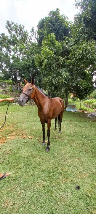 Cavalo Mangalarga Marchador - Foto 4