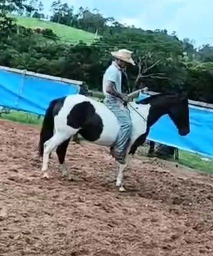 Cavalo crioulo - Foto 4