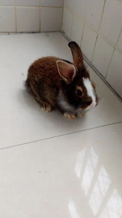 Coelha gigante de Flandres  - Foto 6