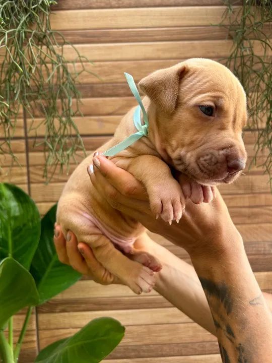 Filhote de Pitbull -  Fofo e Brincalhão