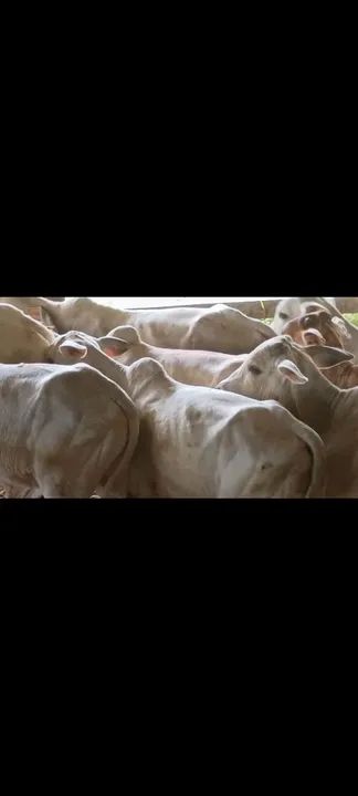 Ótimos Bezerros para venda