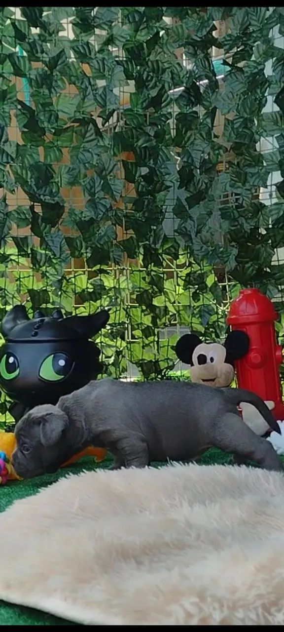 Filhote de Bulldog Inglês - Foto 6