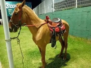 Cavalo inteiro novo - Foto 2