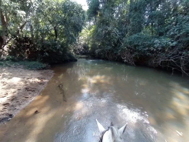 Fazenda à venda - 14 alqueires em Bela Vista de Goiás - diretamente com o proprietário - Foto 12