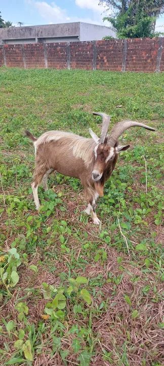 Bidê reprodutor  - Foto 3