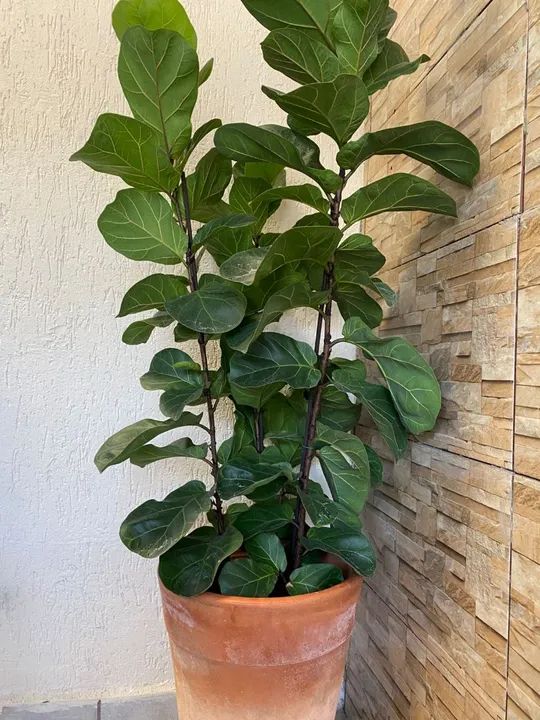 Ficus Lyrata a pronta entrega - grande,linda e cheia acompanha vaso de barro  - Foto 2